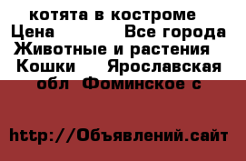 котята в костроме › Цена ­ 2 000 - Все города Животные и растения » Кошки   . Ярославская обл.,Фоминское с.